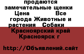 продаются замечательные щенки › Цена ­ 10 000 - Все города Животные и растения » Собаки   . Красноярский край,Красноярск г.